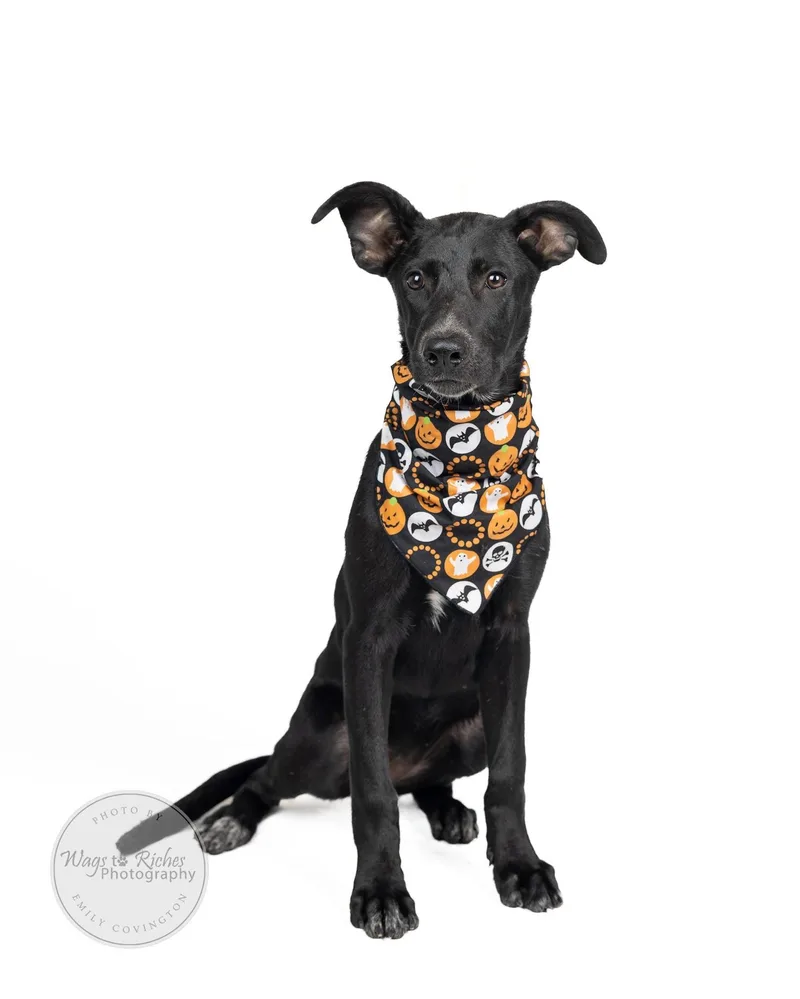 A young medium-sized female Labrador Retriever dog named Hannah In the for adoption in Tuscaloosa, AL