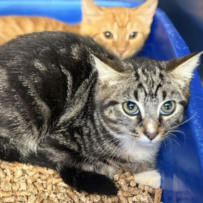 A baby small-sized male Domestic Short Hair cat named Leap for adoption in Ridgely, MD