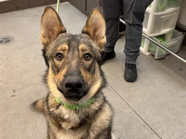 A young large-sized male German Shepherd Dog dog named Kiwi for adoption in Tucson, AZ