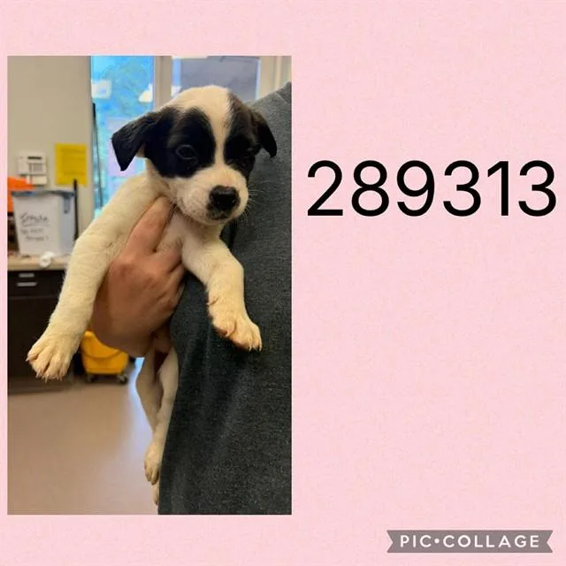 A baby small-sized female Mixed Breed dog named Caylee for adoption in Macon, GA
