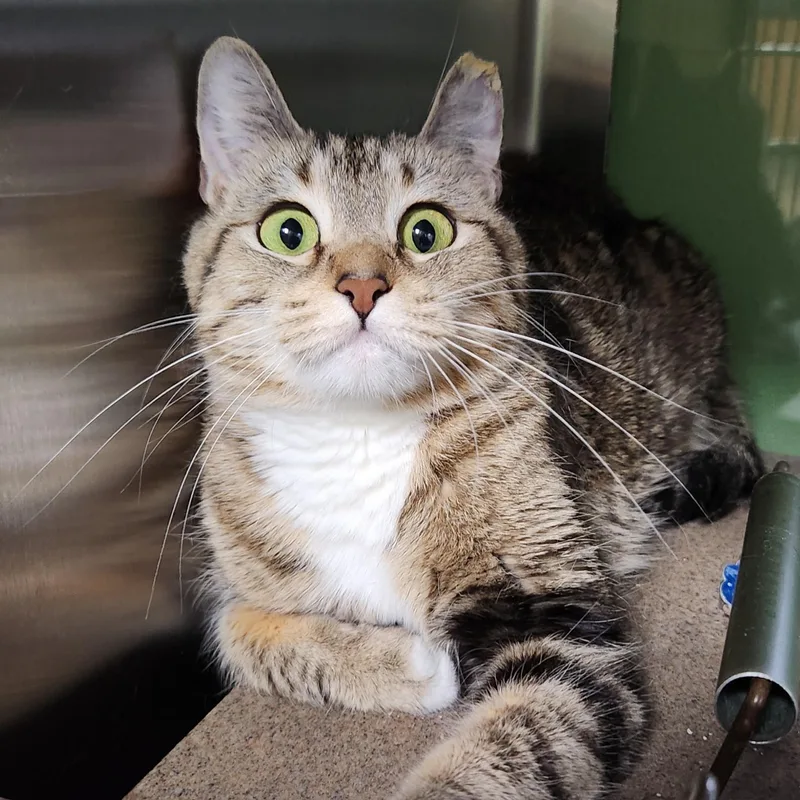 A young medium-sized female Tabby (Brown / Chocolate) Domestic Short Hair cat named Lorraine for adoption in Marshfield, WI