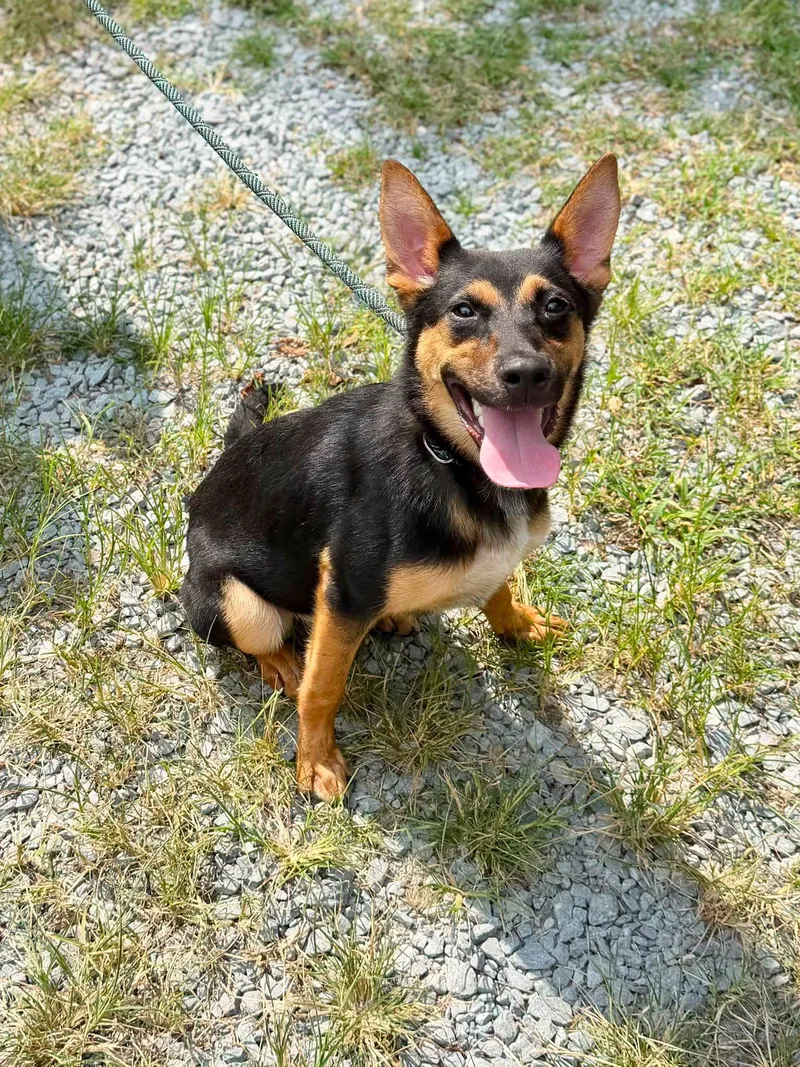 A young medium-sized female German Shepherd Dog dog named Maggie for adoption in Elizabethtown, NC