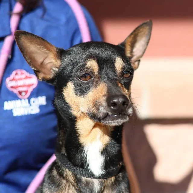 A young small-sized male Terrier dog named Willson for adoption in San Antonio, TX