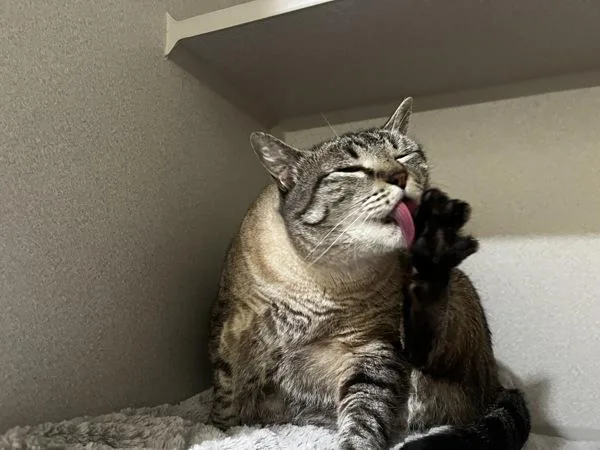 An adult extra large-sized female Domestic Short Hair cat named Cleopatra for adoption in Stratham, NH
