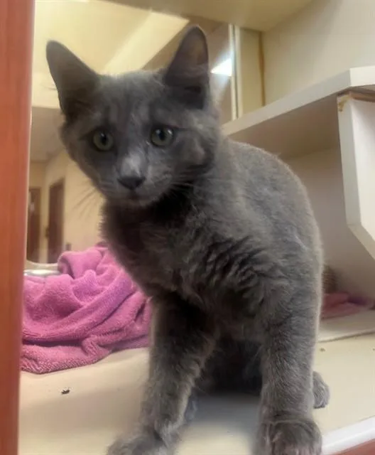 A young small-sized female Domestic Short Hair cat named Little Miss Muffet for adoption in Blythe, CA