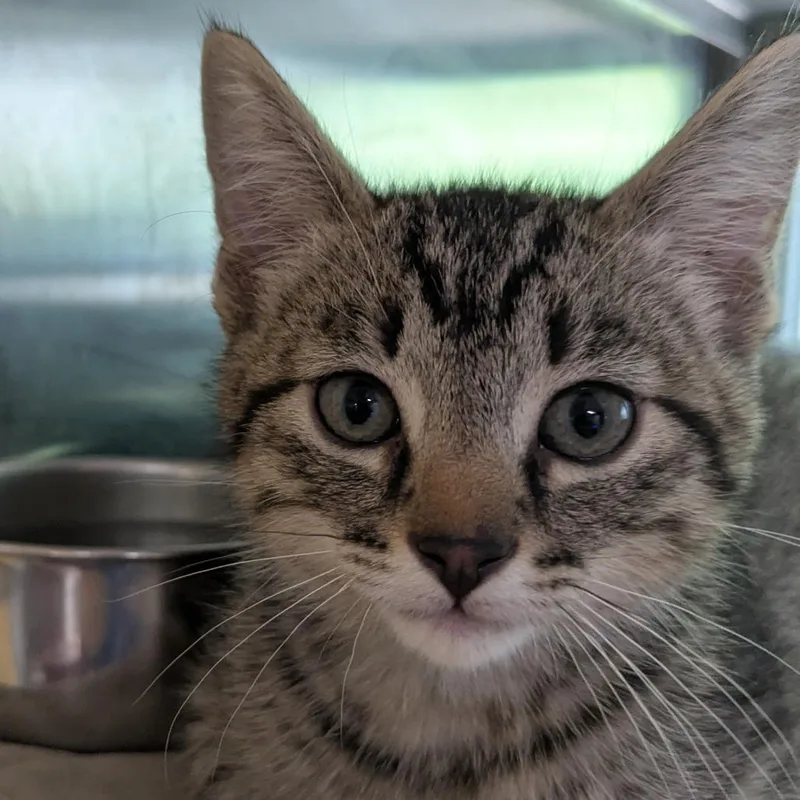 A baby small-sized male Brown / Chocolate Domestic Medium Hair cat named Watson for adoption in Huntsville, AR