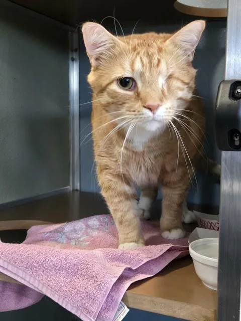 An adult small-sized male Domestic Short Hair cat named Marvin for adoption in Westminster, MD