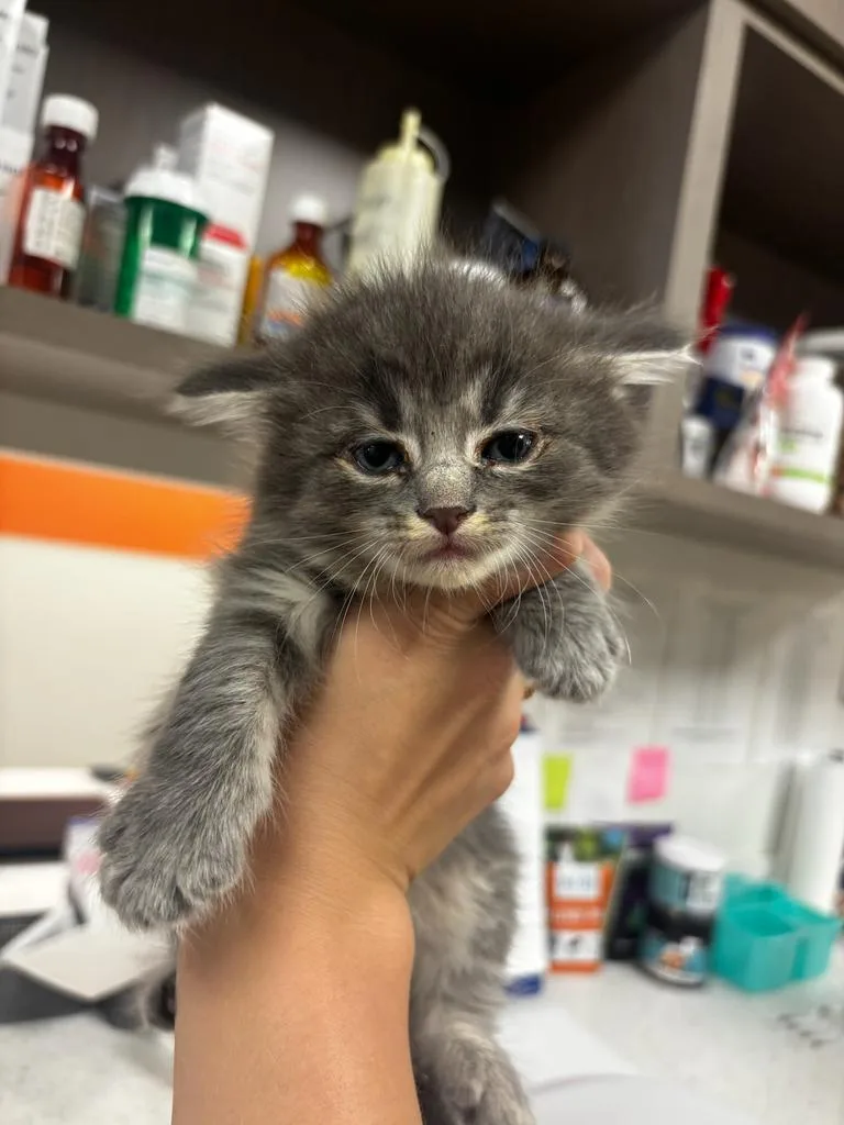 A baby small-sized female Domestic Long Hair cat named Tabitha for adoption in Greenfield, IN