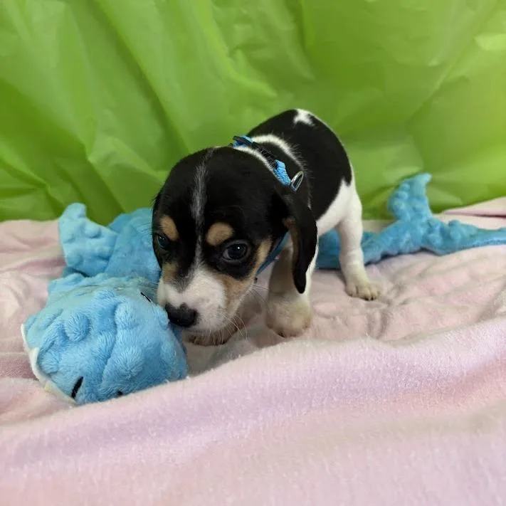 A baby small-sized male White / Cream Beagle dog named Pomelo for adoption in North Charleston, SC