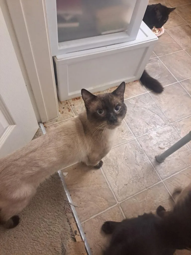 An adult medium-sized male Seal Point Domestic Short Hair cat named Jack for adoption in Mira Loma, CA