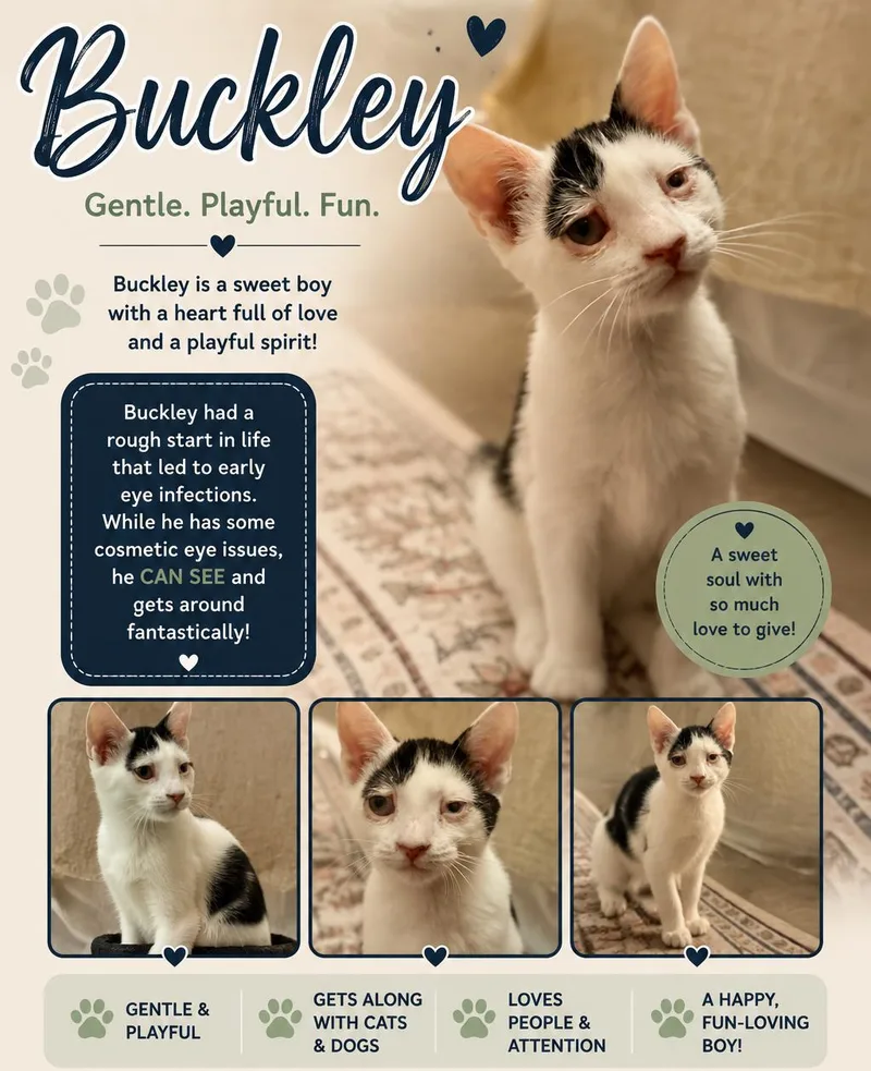 A baby medium-sized male Black & White / Tuxedo Domestic Short Hair cat named Buckley for adoption in Fort Myers, FL
