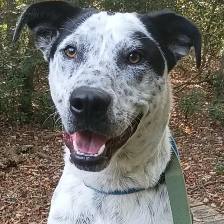 A young medium-sized male White / Cream Pointer dog named Joker for adoption in Voorhees, NJ