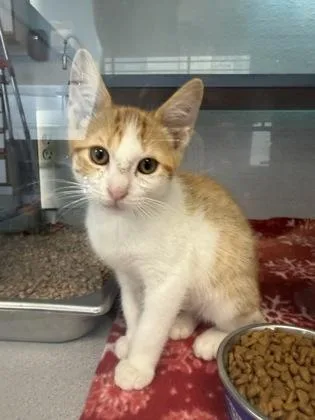 A young small-sized male Domestic Short Hair cat named Jetpack for adoption in Mount Pleasant, IA