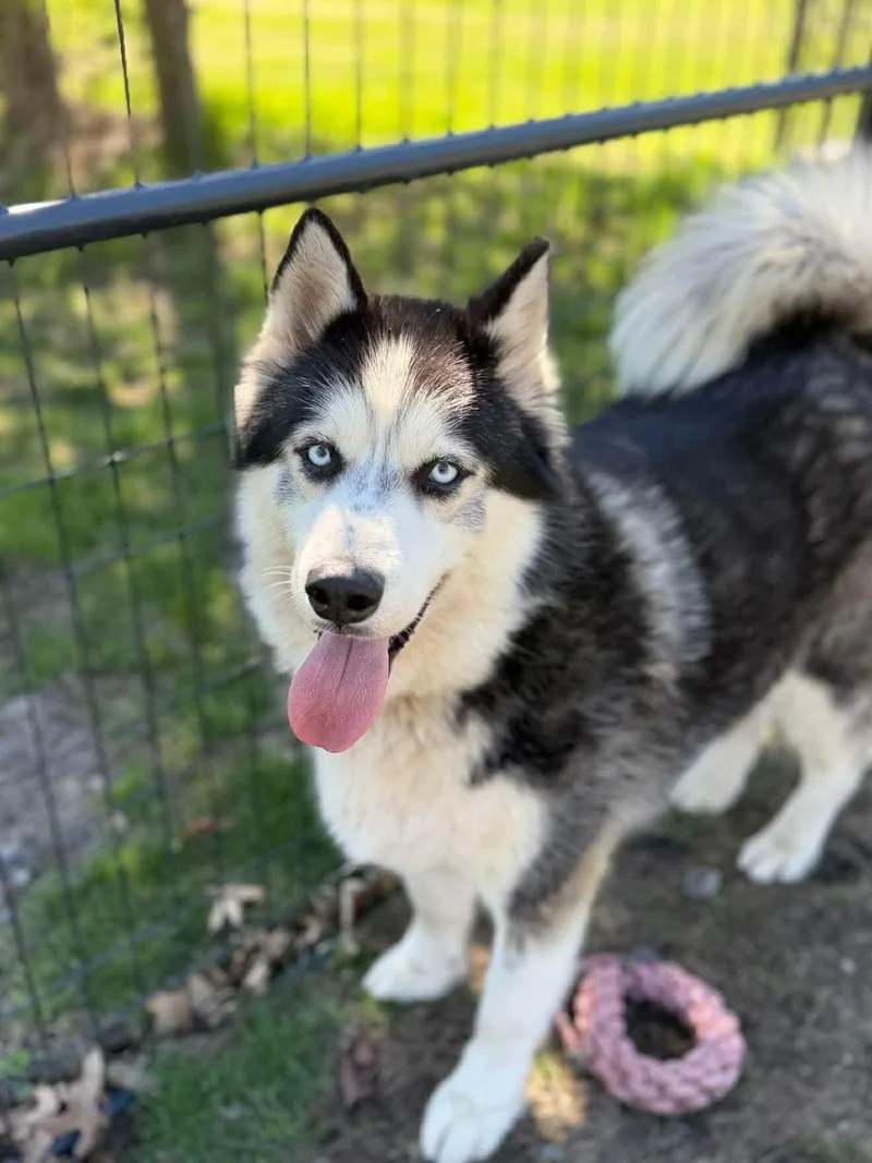 Max
