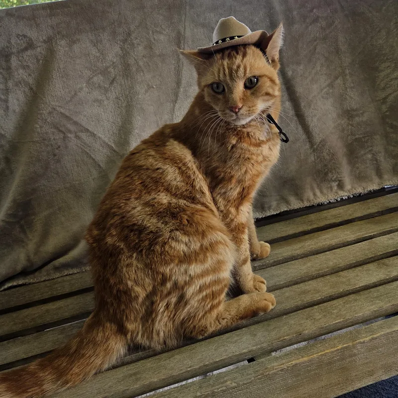 An adult medium-sized male Tabby (Orange / Red) Domestic Short Hair cat named Morris for adoption in Lexington, MI