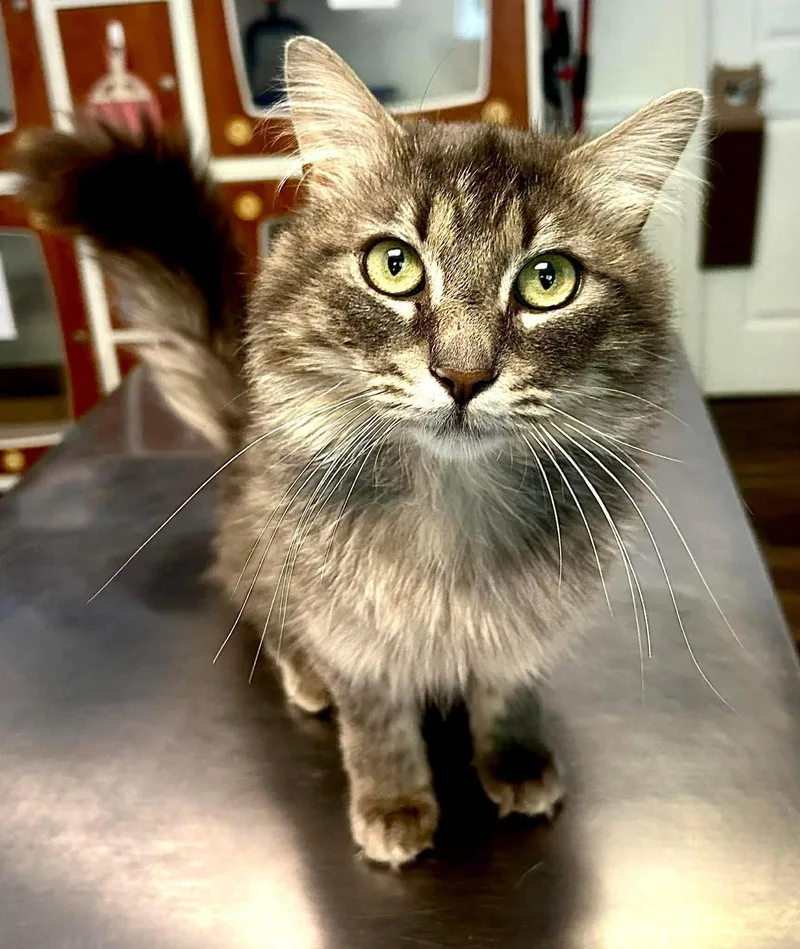 An adult medium-sized male Domestic Medium Hair cat named River for adoption in Gettysburg, PA