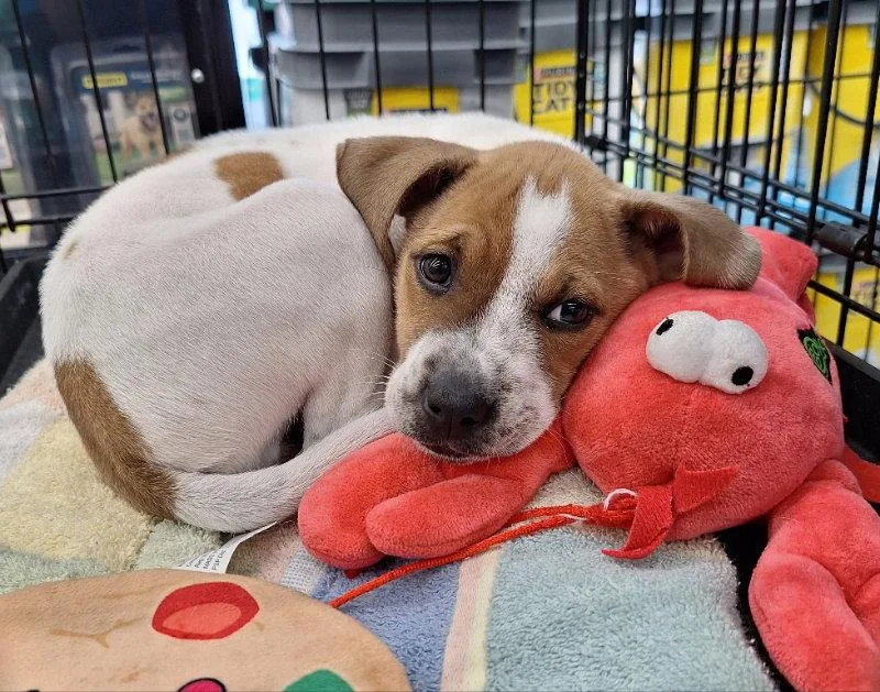 A baby medium-sized female Staffordshire Bull Terrier dog named Jubilee for adoption in House Springs, MO
