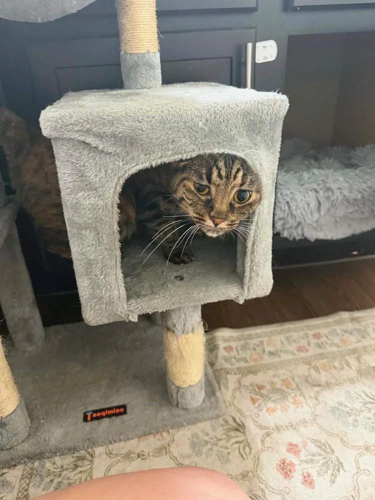 A young large-sized female Brown / Chocolate Tabby cat named Girly Pop for adoption in Dallas, TX