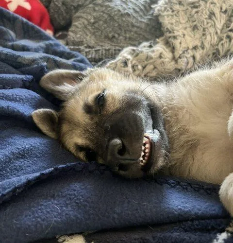 Sampson