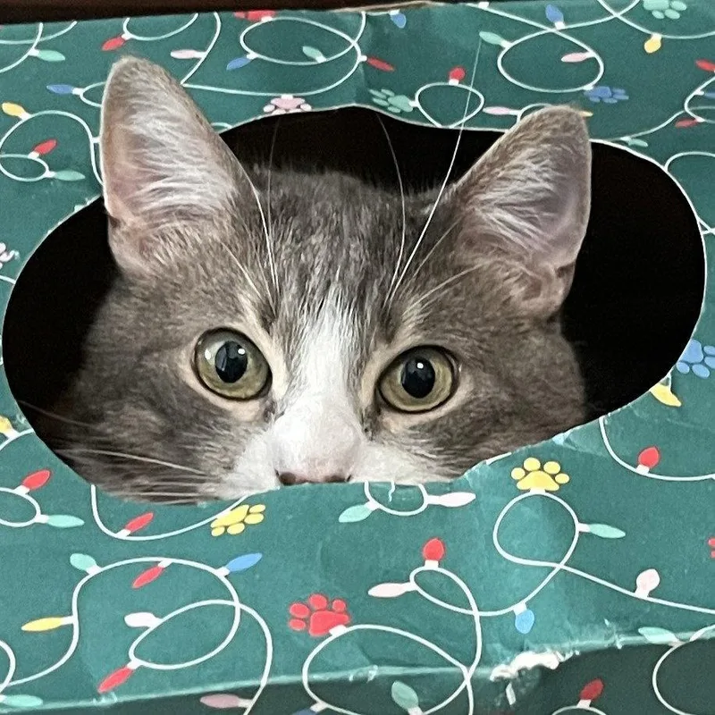 An adult medium-sized female Tuxedo cat named Delilah for adoption in Garland, TX