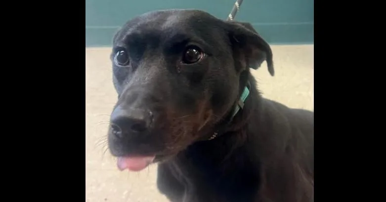 Lilly Ann thumbnail 4