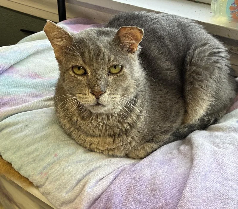An adult large-sized male Gray / Blue / Silver Domestic Short Hair cat named Sebastian for adoption in Randolph, MA