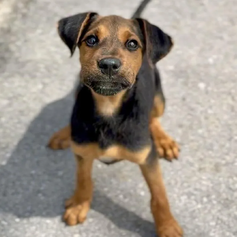 A baby medium-sized male Red / Chestnut / Orange Mixed Breed dog named Denver for adoption in Washington Township, OH