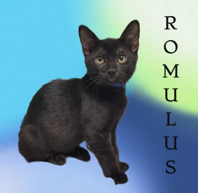 A baby small-sized male Domestic Short Hair cat named Romulus for adoption in Sarasota, FL