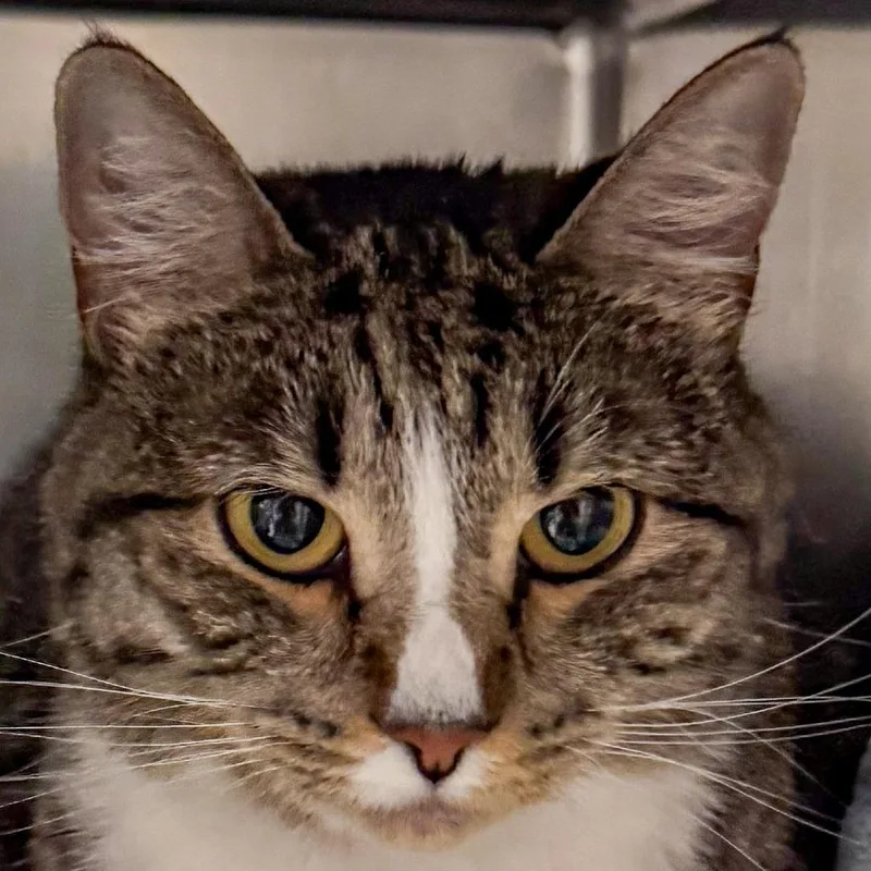 An adult medium-sized female Brown / Chocolate Domestic Short Hair cat named Tiger for adoption in Kennebunk, ME