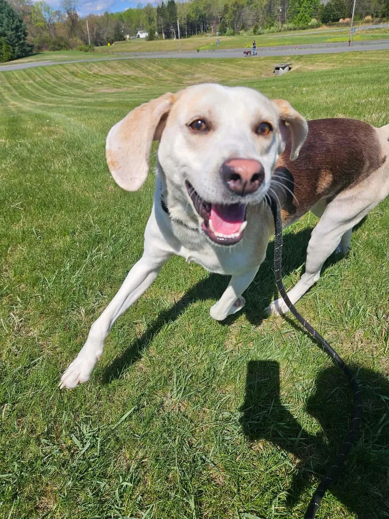 A young medium-sized male White / Cream Hound dog named Lil Spoon for adoption in Culpeper, VA