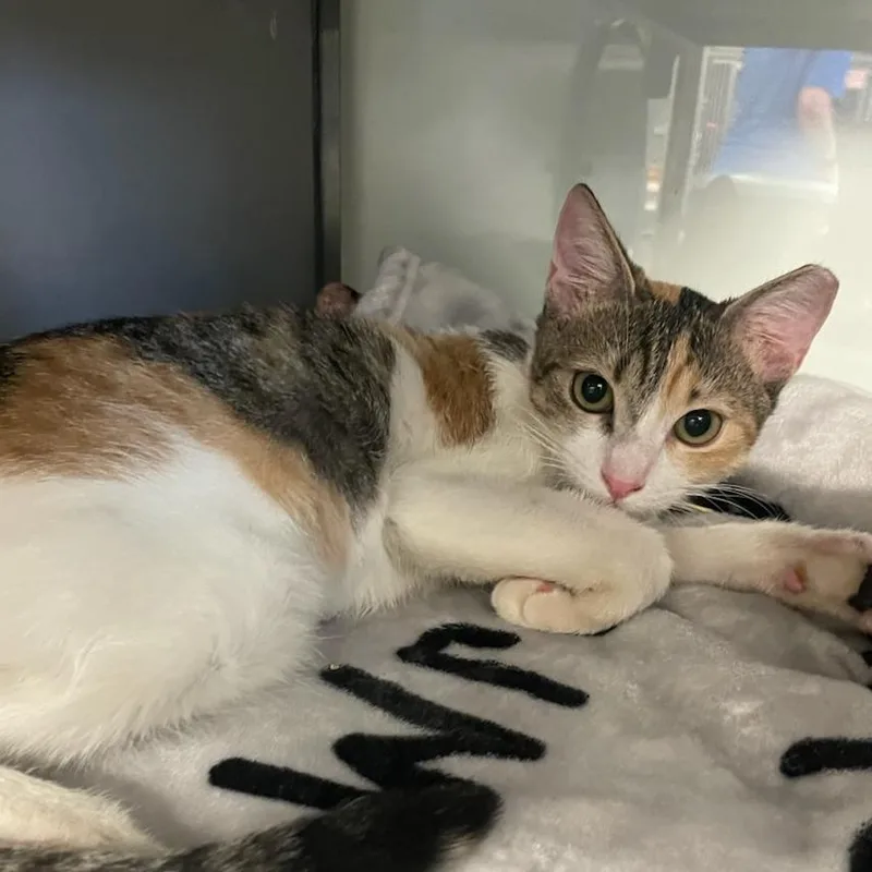 A young small-sized female Calico Domestic Short Hair cat named PR Olive for adoption in Port Washington, NY