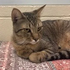 A young medium-sized male Tabby (Brown / Chocolate) Domestic Short Hair cat named Banana for adoption in Charleston, SC