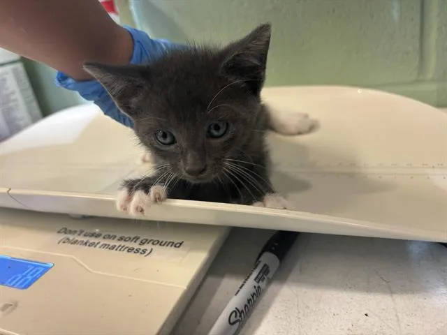 A baby small-sized male Domestic Short Hair cat named Salem for adoption in Grand Prairie, TX