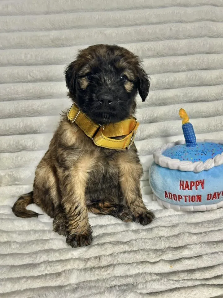 A baby medium-sized male Labrador Retriever dog named Larkspur for adoption in Groton, CT