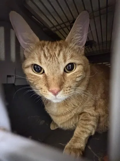 A baby medium-sized male Domestic Short Hair cat named Tiny for adoption in Honolulu, HI