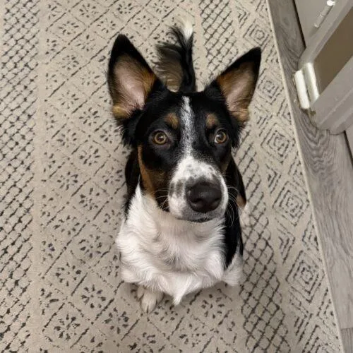 A young small-sized male Australian Shepherd dog named Jerry for adoption in Lincolnshire, IL