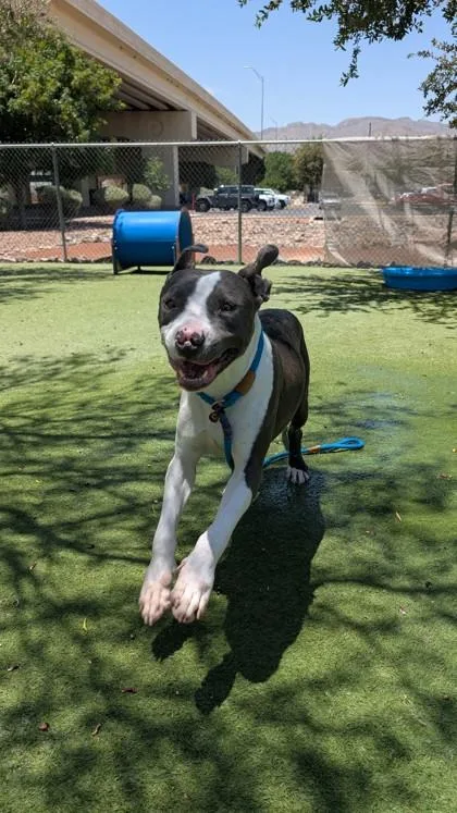 An adult large-sized male Pit Bull Terrier dog named Mike for adoption in El Paso, TX