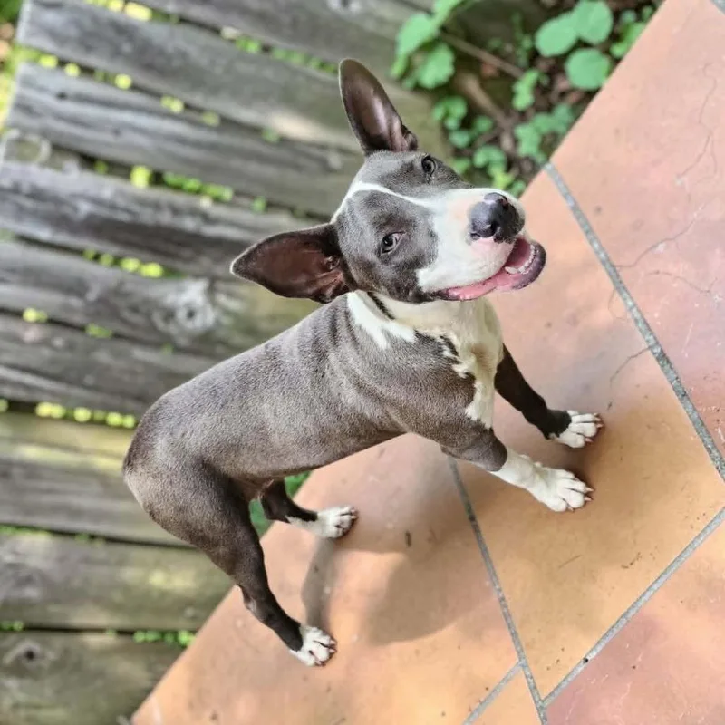 A young medium-sized female Gray / Blue / Silver Mixed Breed dog named Starfire for adoption in Boaz, AL
