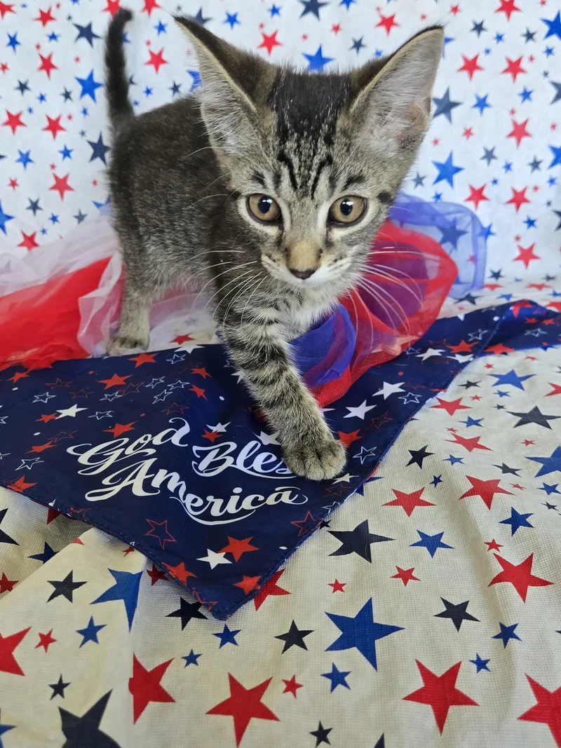A baby small-sized male Domestic Medium Hair cat named Drax for adoption in Boston, KY