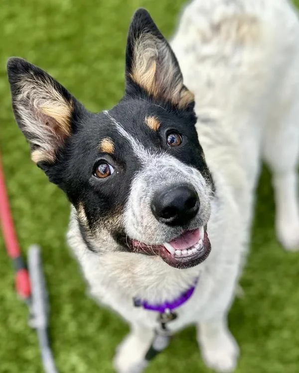 A young medium-sized male Australian Cattle Dog / Blue Heeler dog named Joey for adoption in Novato, CA
