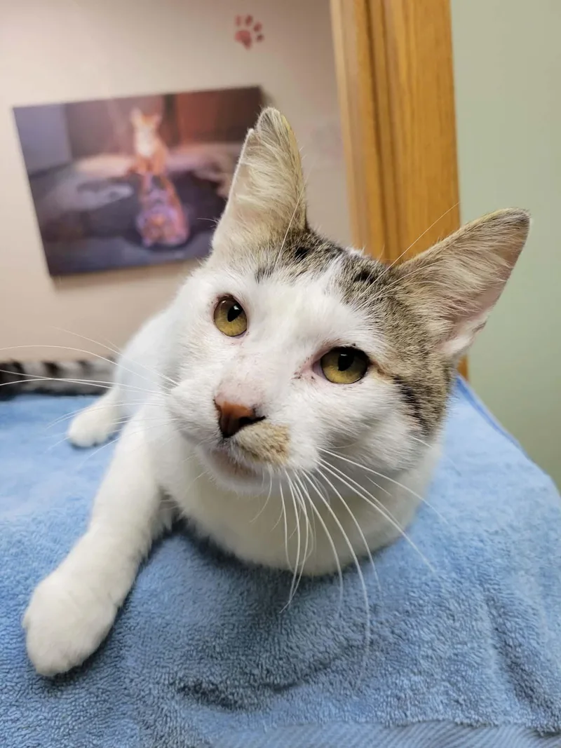 An adult medium-sized male Domestic Short Hair cat named Harvey for adoption in Portage, WI