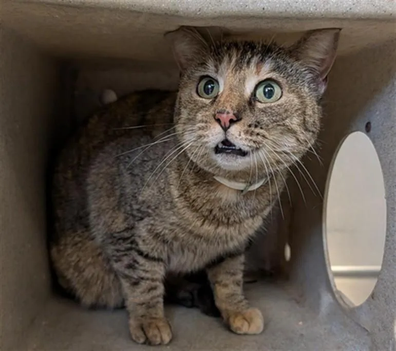 An adult medium-sized female Domestic Short Hair cat named Sprinkle for adoption in Olivehurst, CA