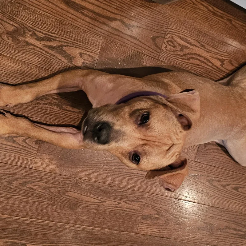 An adult medium-sized female Golden American Bully dog named Tinkerbell for adoption in Grayson, GA