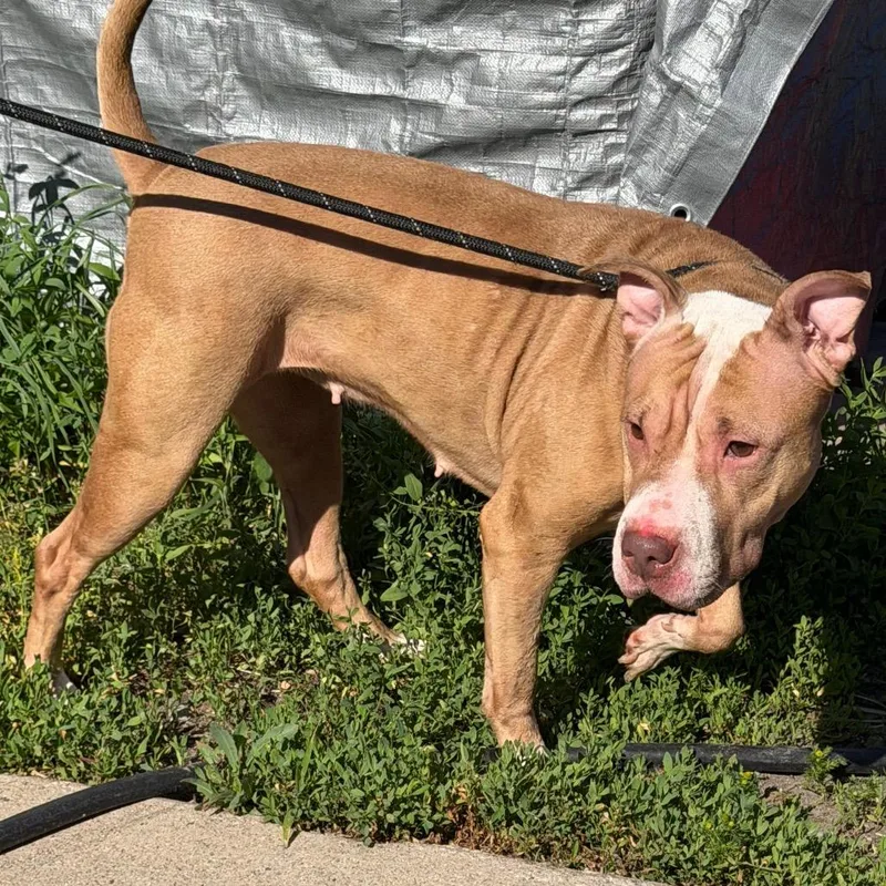 An adult medium-sized female Brown / Chocolate Pit Bull Terrier dog named Penny for adoption in Valparaiso, IN