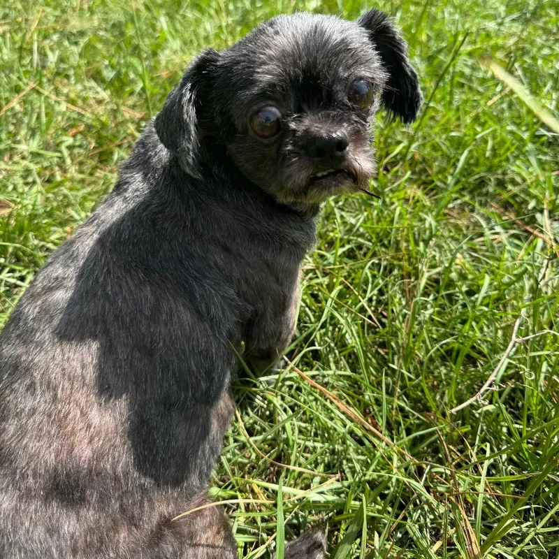 A senior small-sized female Brown / Chocolate Shih Tzu dog named Gertrude June for adoption in Houston, TX