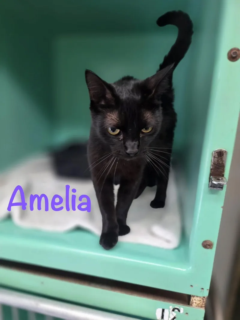 An adult medium-sized female Black Domestic Short Hair cat named Amelia for adoption in Crescent City, CA