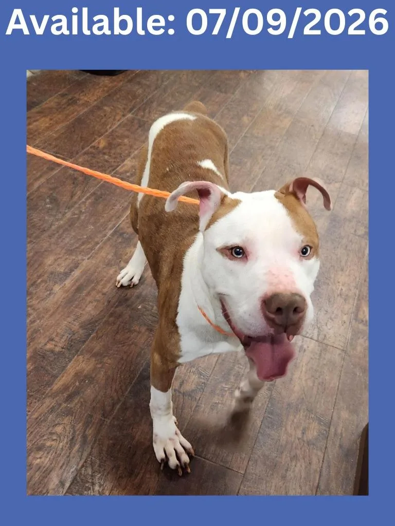 An adult large-sized male Pit Bull Terrier dog named Dog Kennel  King for adoption in Greenville, TX