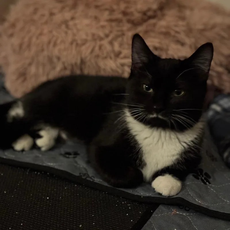 A young small-sized female Black Domestic Short Hair cat named Windy for adoption in Waukesha, WI