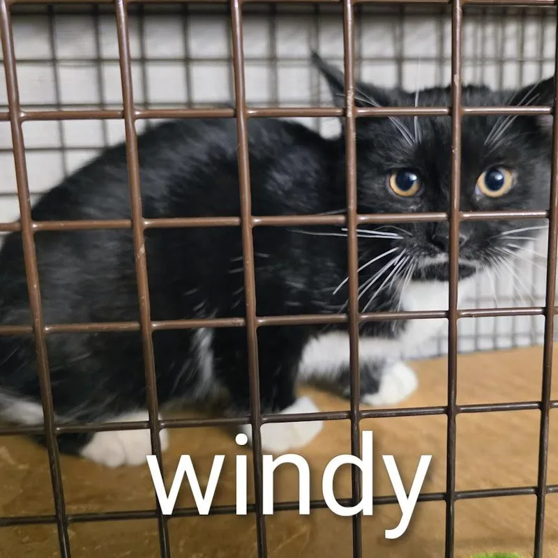 Windy thumbnail 2