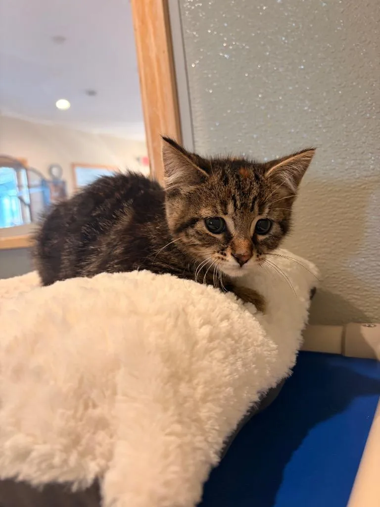 A baby medium-sized female Domestic Short Hair cat named H Holly for adoption in Ashland, WI